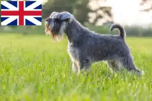 Lire la suite à propos de l’article Éleveurs de schnauzers et chiots en Grande-Bretagne