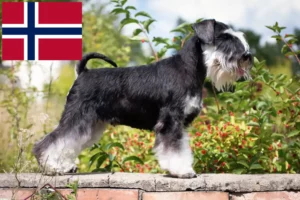 Lire la suite à propos de l’article Éleveurs de schnauzers et chiots en Norvège