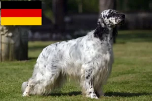 Lire la suite à propos de l’article Éleveurs de Setter anglais et chiots en Allemagne