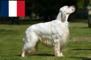 Lire la suite à propos de l’article Éleveurs de setter anglais et chiots en France