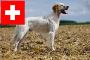 Lire la suite à propos de l’article Éleveurs de Setter anglais et chiots en Suisse