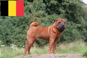 Lire la suite à propos de l’article Éleveurs de Shar Pei et chiots en Belgique