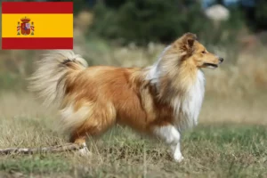 Lire la suite à propos de l’article Éleveurs de Sheltie et chiots en Espagne