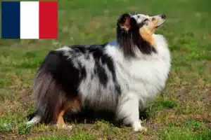 Lire la suite à propos de l’article Éleveurs de Sheltie et chiots en France