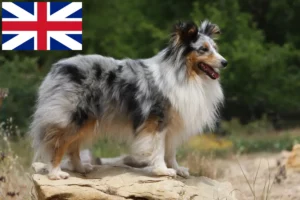 Lire la suite à propos de l’article Éleveurs de Sheltie et chiots en Grande-Bretagne