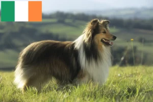 Lire la suite à propos de l’article Éleveurs de Sheltie et chiots en Irlande