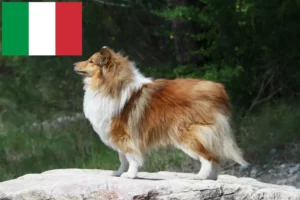 Lire la suite à propos de l’article Éleveurs de Sheltie et chiots en Italie