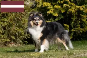 Lire la suite à propos de l’article Éleveurs de Sheltie et chiots en Lettonie