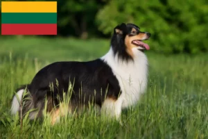 Lire la suite à propos de l’article Éleveurs de Sheltie et chiots en Lituanie