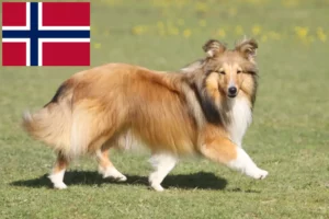 Lire la suite à propos de l’article Éleveurs de Sheltie et chiots en Norvège