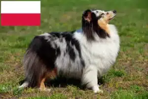 Lire la suite à propos de l’article Éleveurs de Sheltie et chiots en Pologne