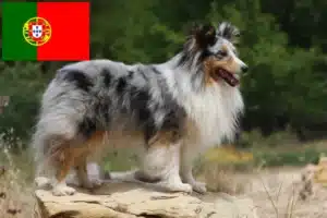 Lire la suite à propos de l’article Éleveurs de Sheltie et chiots au Portugal