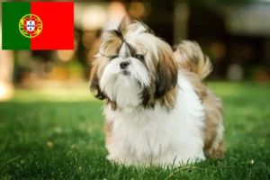 Lire la suite à propos de l’article Éleveurs de Shih Tzu et chiots au Portugal