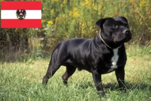 Lire la suite à propos de l’article Éleveurs de Staffordshire Bull Terrier et chiots en Autriche