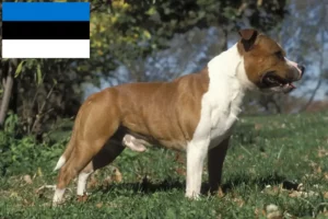 Lire la suite à propos de l’article Éleveurs de Staffordshire Bull Terrier et chiots en Estonie