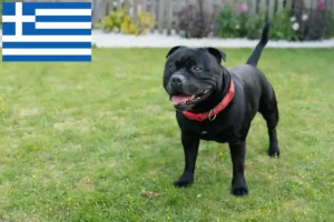 Lire la suite à propos de l’article Éleveurs de Staffordshire Bull Terrier et chiots en Grèce