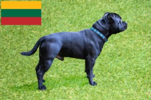 Lire la suite à propos de l’article Éleveurs de Staffordshire Bull Terrier et chiots en Lituanie