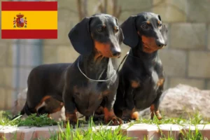 Lire la suite à propos de l’article Éleveurs de teckels et chiots en Espagne