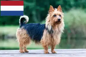 Lire la suite à propos de l’article Éleveurs de terriers australiens et chiots aux Pays-Bas