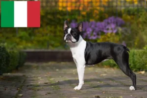 Lire la suite à propos de l’article Éleveurs de Boston Terrier et chiots en Italie