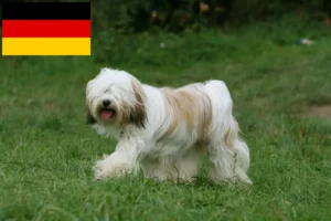 Lire la suite à propos de l’article Éleveurs de Terriers du Tibet et chiots en Allemagne