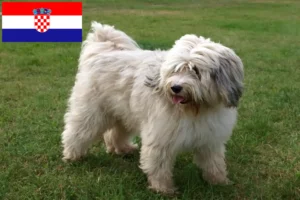 Lire la suite à propos de l’article Eleveurs de Terriers du Tibet et chiots en Croatie