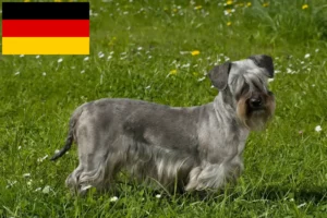 Lire la suite à propos de l’article Terrier tchèque éleveurs et chiots en Allemagne