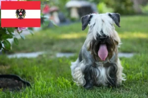 Lire la suite à propos de l’article Terrier tchèque éleveurs et chiots en Autriche