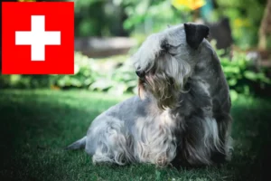 Lire la suite à propos de l’article Terrier tchèque éleveurs et chiots en Suisse