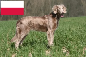 Lire la suite à propos de l’article Éleveurs de weimarans et chiots en Pologne