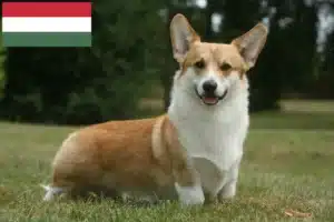 Lire la suite à propos de l’article Welsh Corgi éleveurs et chiots en Hongrie