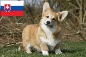 Lire la suite à propos de l’article Éleveurs de Welsh Corgi et chiots en Slovaquie