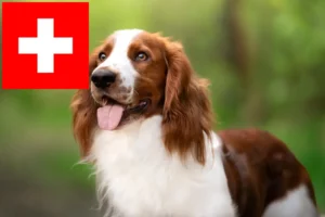 Lire la suite à propos de l’article Welsh Springer Spaniel éleveurs et chiots en Suisse