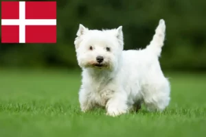 Lire la suite à propos de l’article Éleveurs de westies et chiots au Danemark