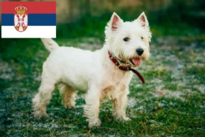 Lire la suite à propos de l’article Éleveurs de Westie et chiots en Serbie