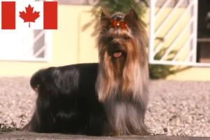 Lire la suite à propos de l’article Éleveurs de Yorkshire Terriers et chiots au Canada