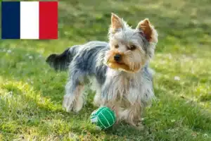 Lire la suite à propos de l’article Éleveurs de Yorkshire Terriers et chiots en France