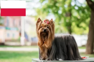 Lire la suite à propos de l’article Éleveurs de Yorkshire Terriers et chiots en Pologne