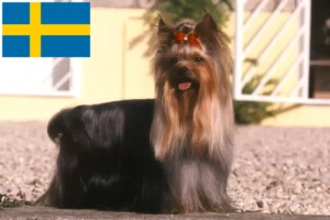 Lire la suite à propos de l’article Éleveurs de Yorkshire Terriers et chiots en Suède