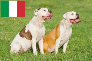 Lire la suite à propos de l’article Éleveurs de Bouledogues américains et chiots en Italie