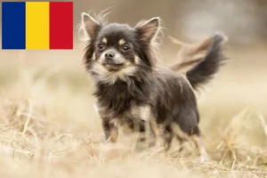 Lire la suite à propos de l’article Éleveurs de chihuahuas et chiots en Roumanie