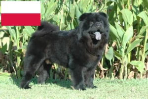 Lire la suite à propos de l’article Éleveurs de Chow-Chow et chiots en Pologne