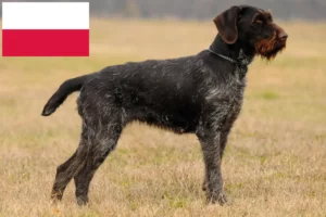 Lire la suite à propos de l’article Éleveurs et chiots de chiens à poil dur en Pologne