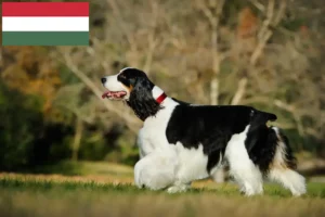 Lire la suite à propos de l’article Éleveurs d’English Springer Spaniel et chiots en Hongrie