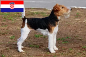 Lire la suite à propos de l’article Éleveurs de fox-terriers et chiots en Croatie