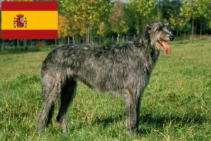 Lire la suite à propos de l’article Éleveurs d’Irish Wolfhounds et chiots en Espagne