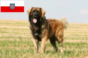 Lire la suite à propos de l’article Eleveurs de Leonberger et chiots en Thuringe