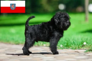 Lire la suite à propos de l’article Éleveurs d’Affenpinscher et chiots en Thuringe