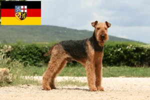 Lire la suite à propos de l’article Éleveurs d’Airedale Terrier et chiots en Sarre