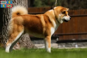 Lire la suite à propos de l’article Éleveurs d’Akita et chiots en Bourgogne-Franche-Comté